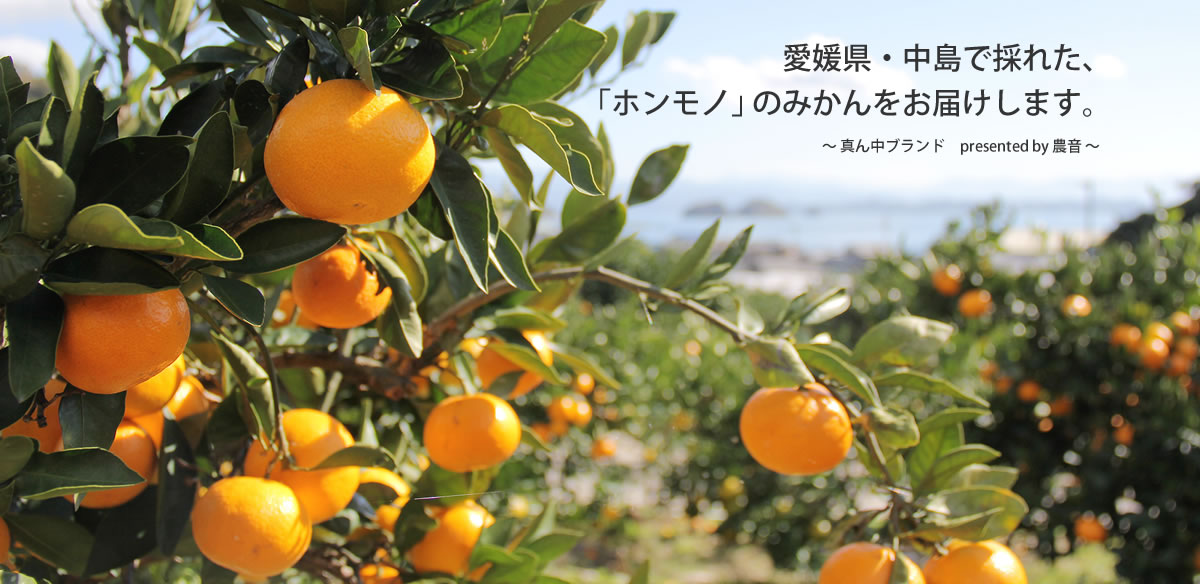 愛媛県・中島で採れた、「ホンモノ」のみかんをお届けします。〜 真ん中ブランド　presented by 農音 〜 